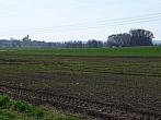 Třibřichy